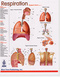 Respiration