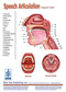 Speech Articulation
